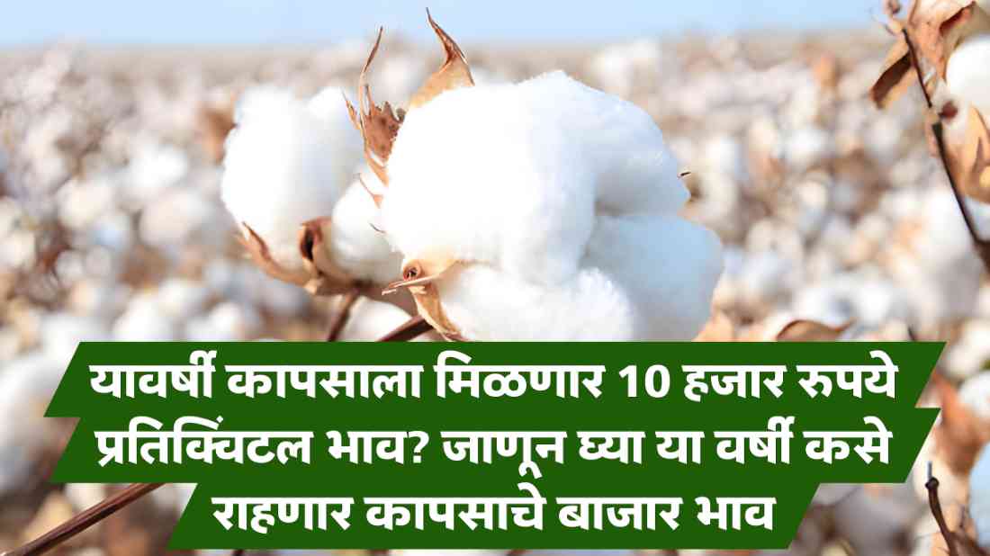 Cotton Market Price